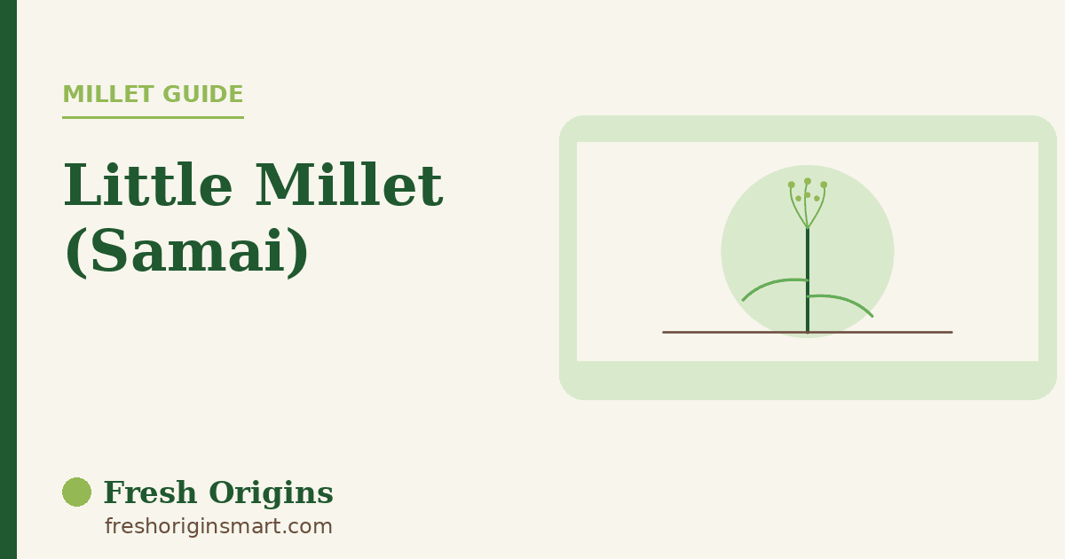 Little Millet: Small Grain, Everyday Versatility